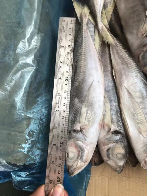 Frozen Mackerel - Image 3