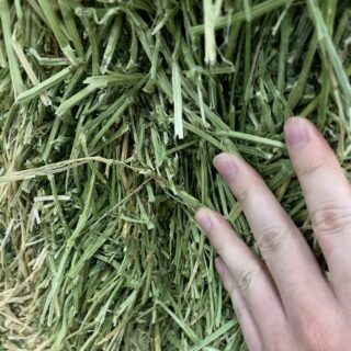 Alfalfa Hay