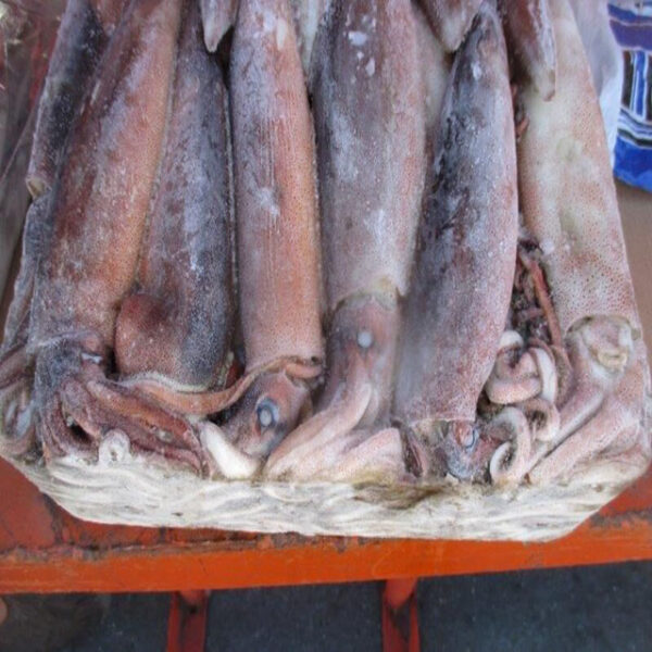 Frozen Squid - Image 2