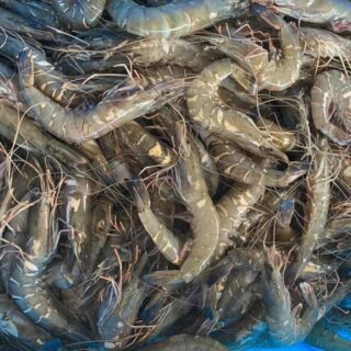 Fresh & Frozen Shrimp
