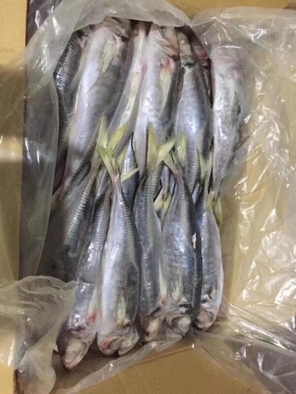 Frozen Mackerel - Image 4