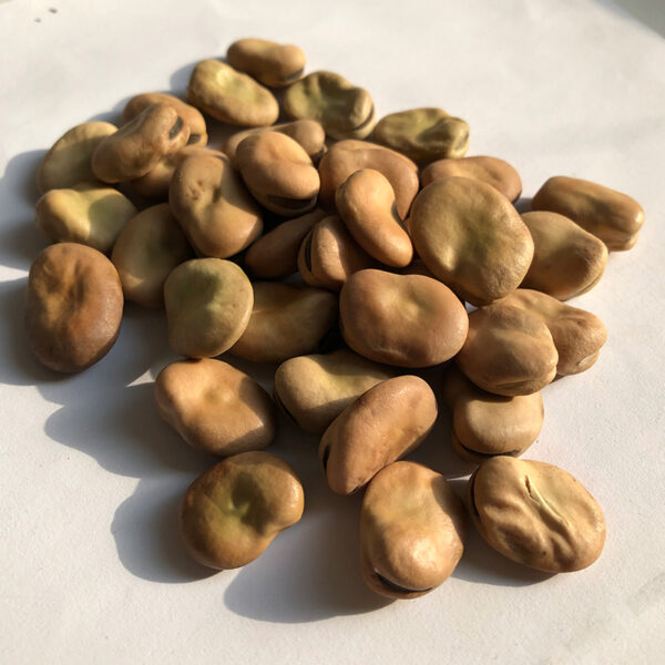Fava Beans - Image 3