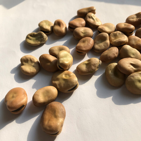Fava Beans - Image 2
