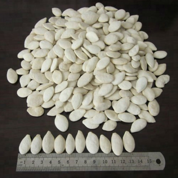 Pumpkin Seed - Image 2