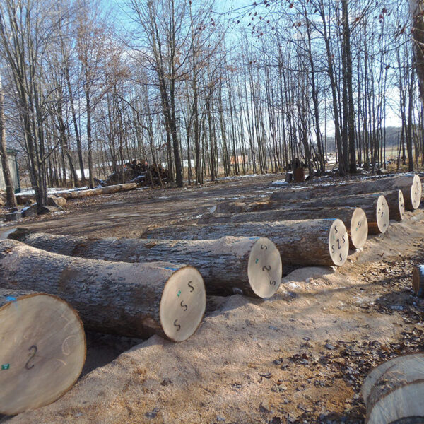 Wood Logs - Image 2