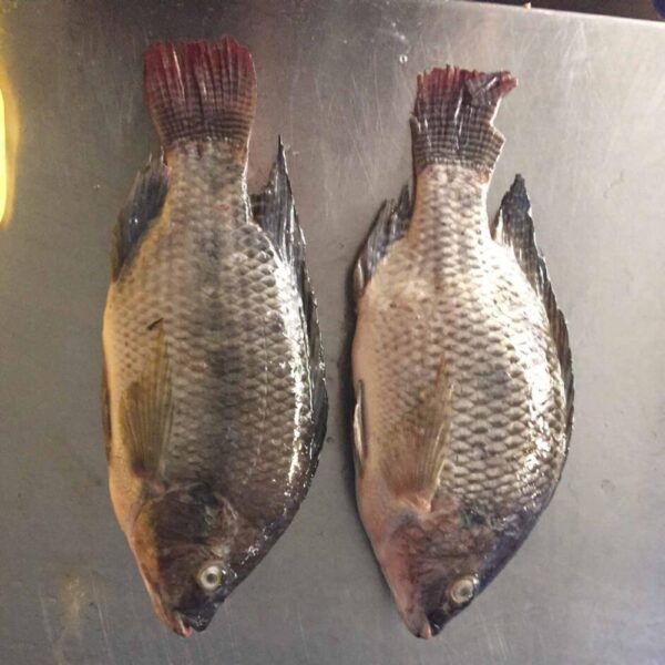 Frozen Tilapia - Image 5