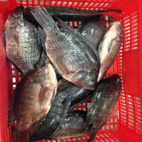 Frozen Tilapia - Image 3