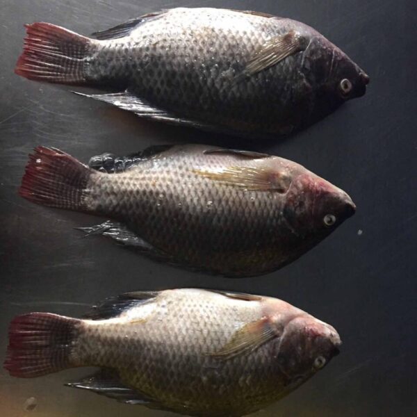 Frozen Tilapia - Image 4