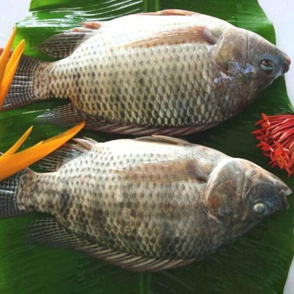 Frozen Tilapia - Image 2