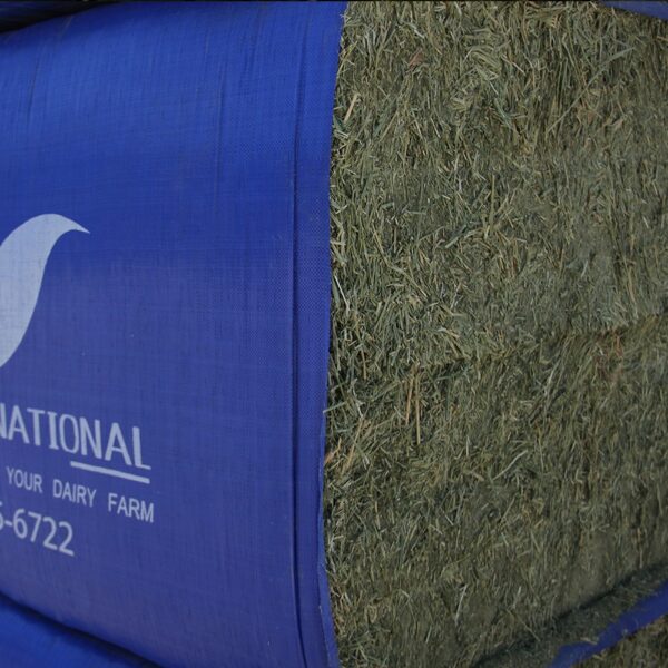 Alfalfa Hay - Image 2