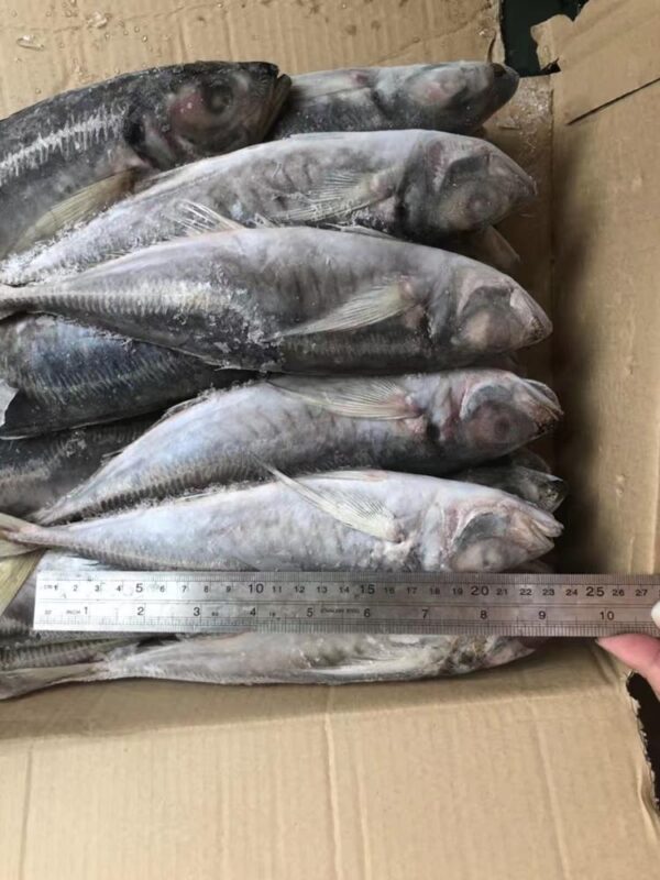 Frozen Mackerel - Image 2