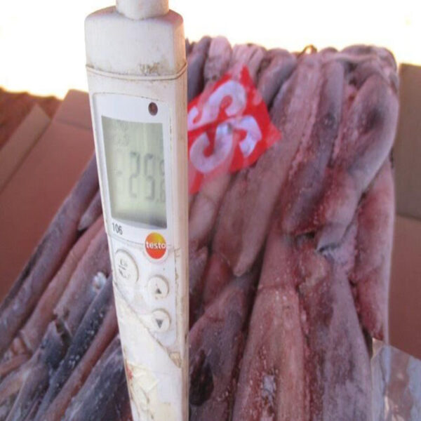 Frozen Squid - Image 4