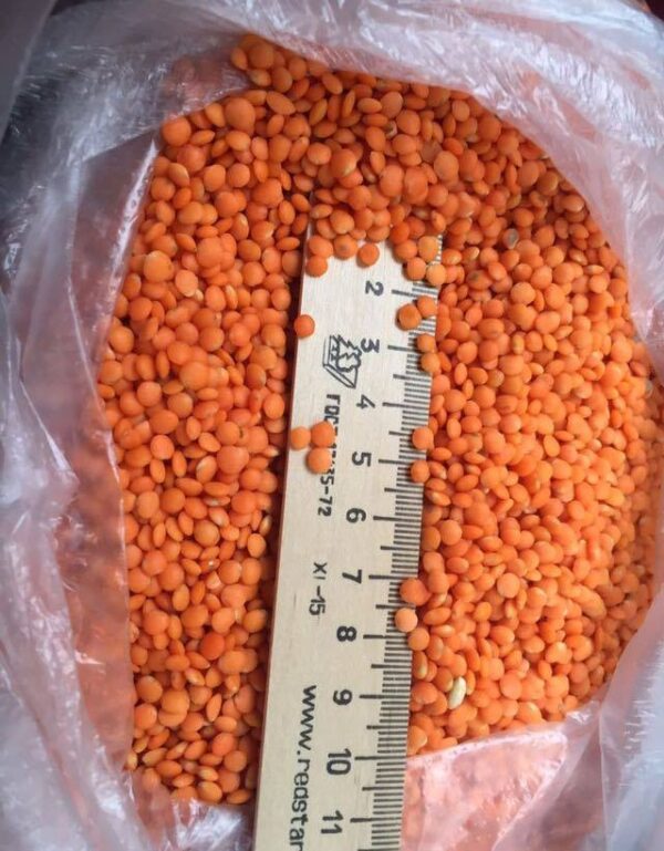 Lentil