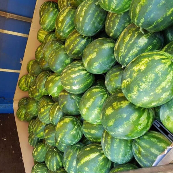 Fresh Watermelon - Image 2