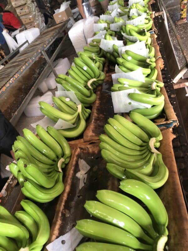 Green Cavendish Banana - Image 3