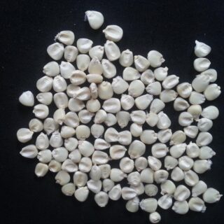 White & Yellow Maize