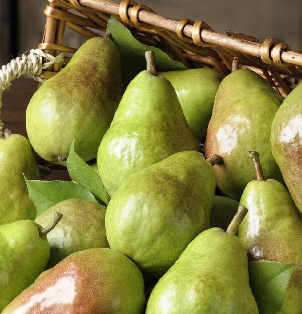 Fresh Pears - Image 2
