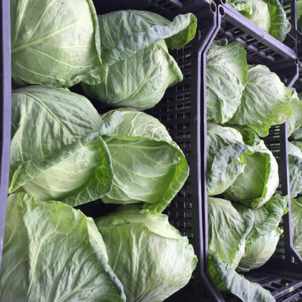 Fresh Cabbage - Image 2