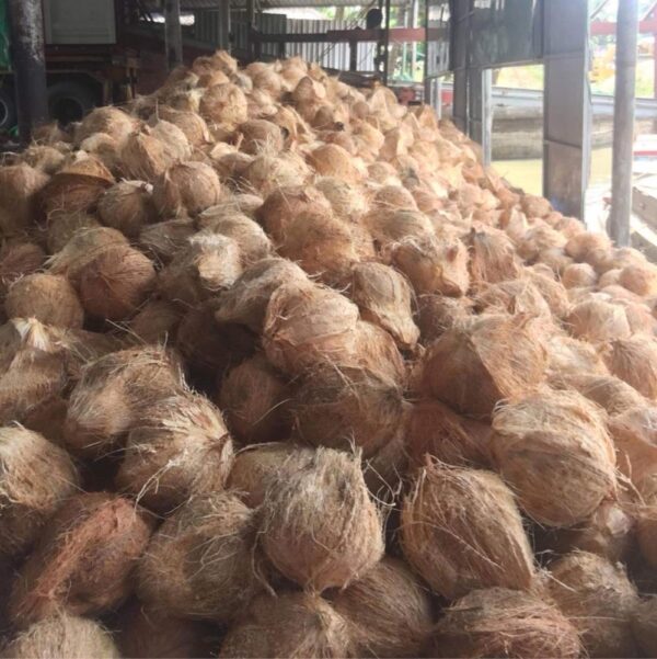 Semi & Full Husk Coconut - Image 3