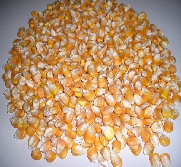 White & Yellow Maize - Image 2
